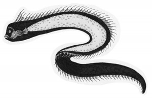 oarfish graphic